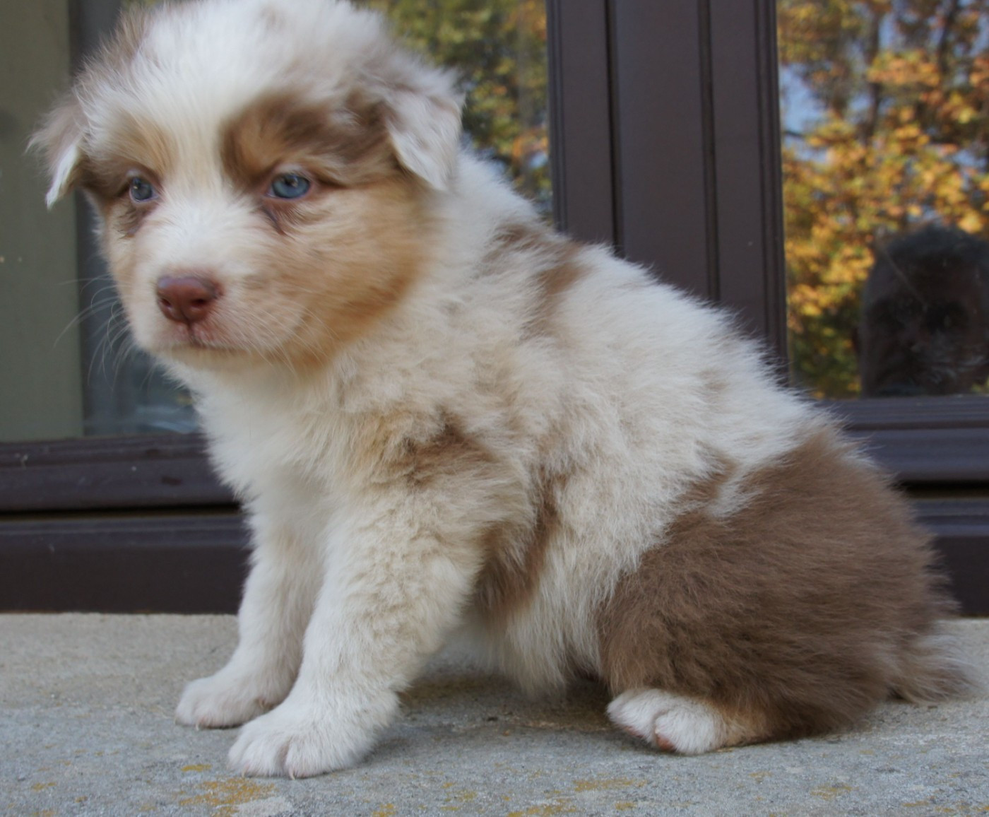 Des Assards De Pierregourde - Chiots disponibles - Berger Australien