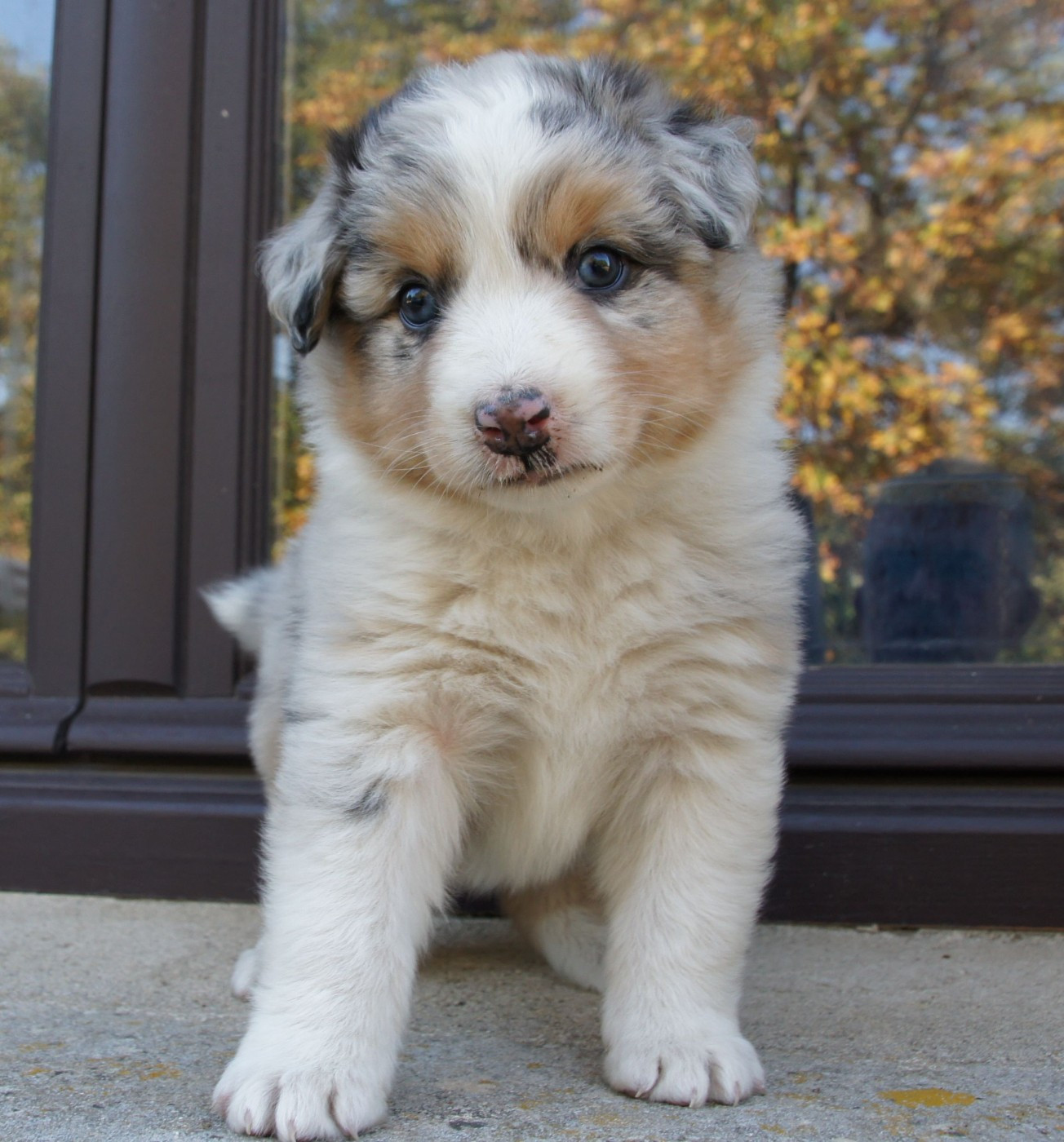 Des Assards De Pierregourde - Chiots disponibles - Berger Australien