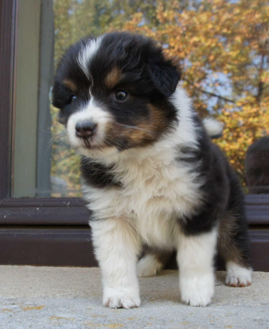 Des Assards De Pierregourde - Chiots disponibles - Berger Australien