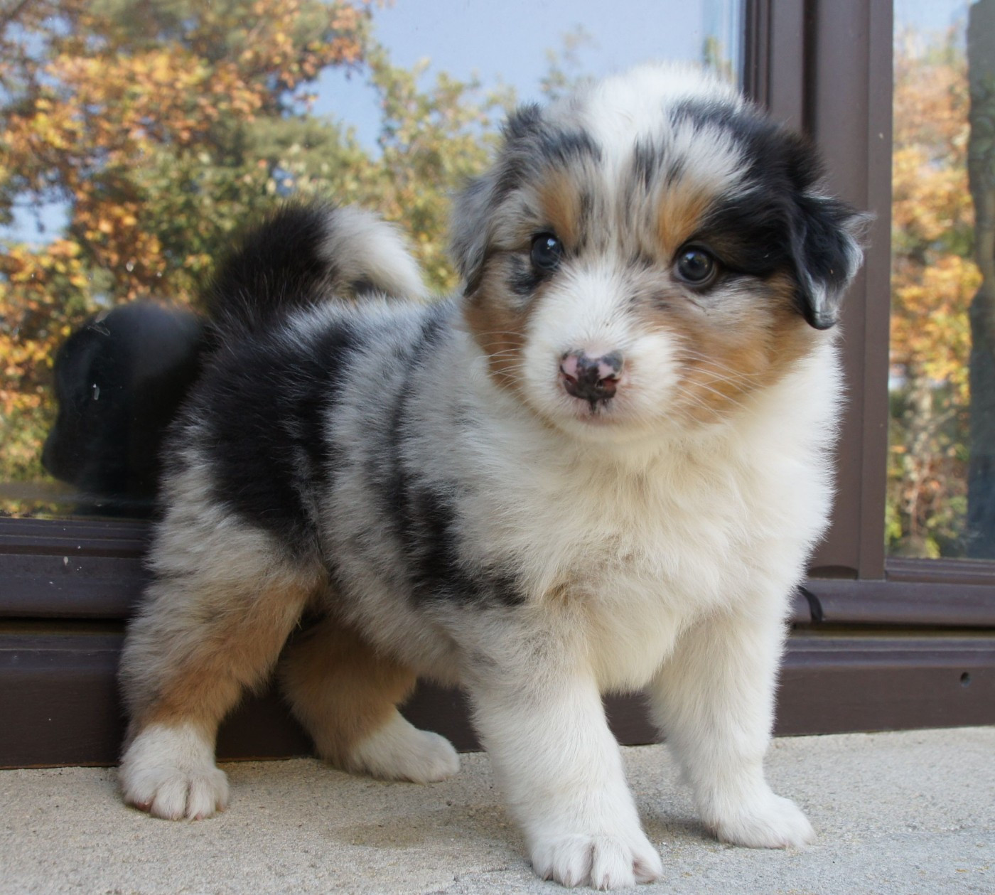 Des Assards De Pierregourde - Chiots disponibles - Berger Australien