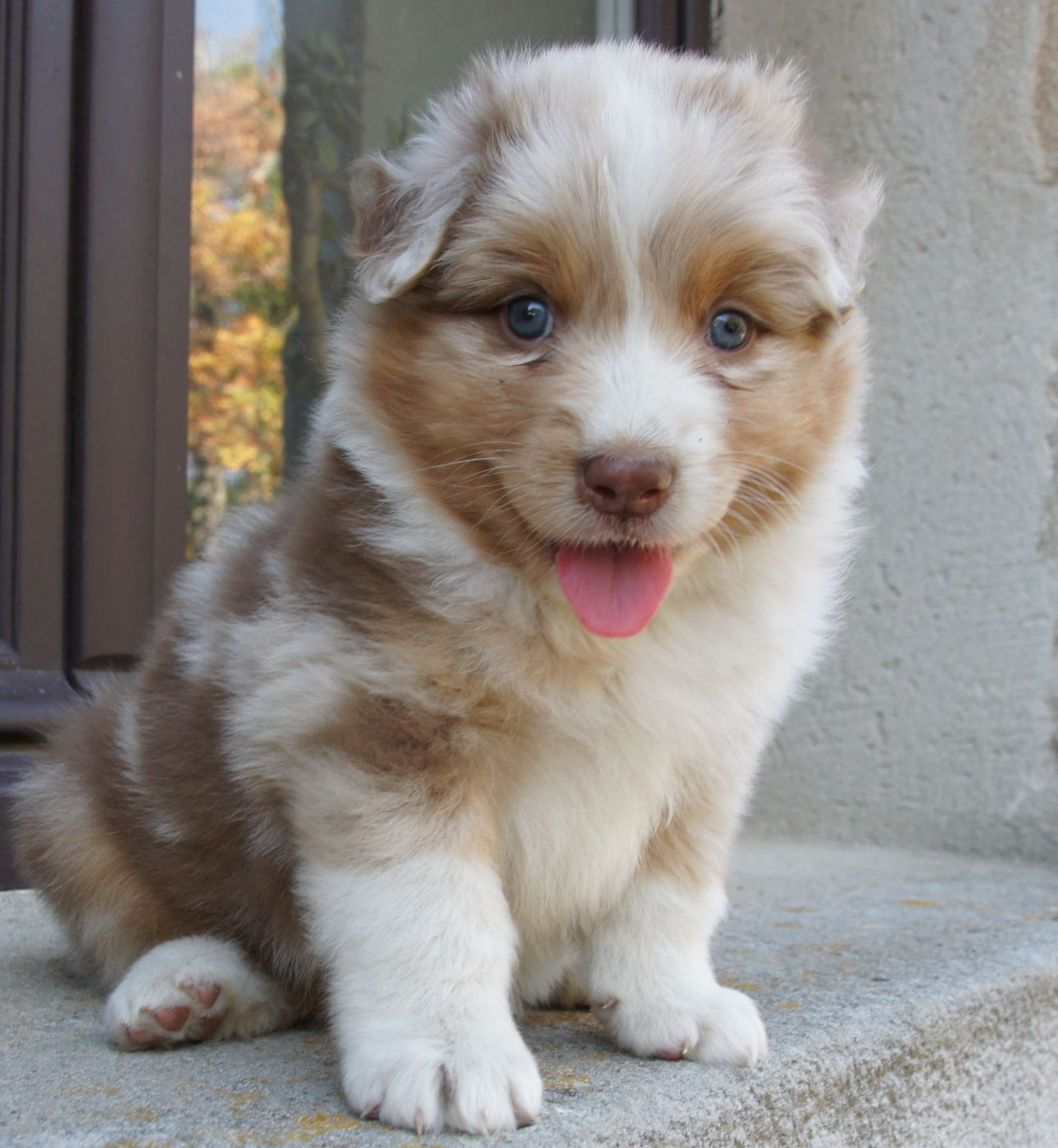 Des Assards De Pierregourde - Chiots disponibles - Berger Australien