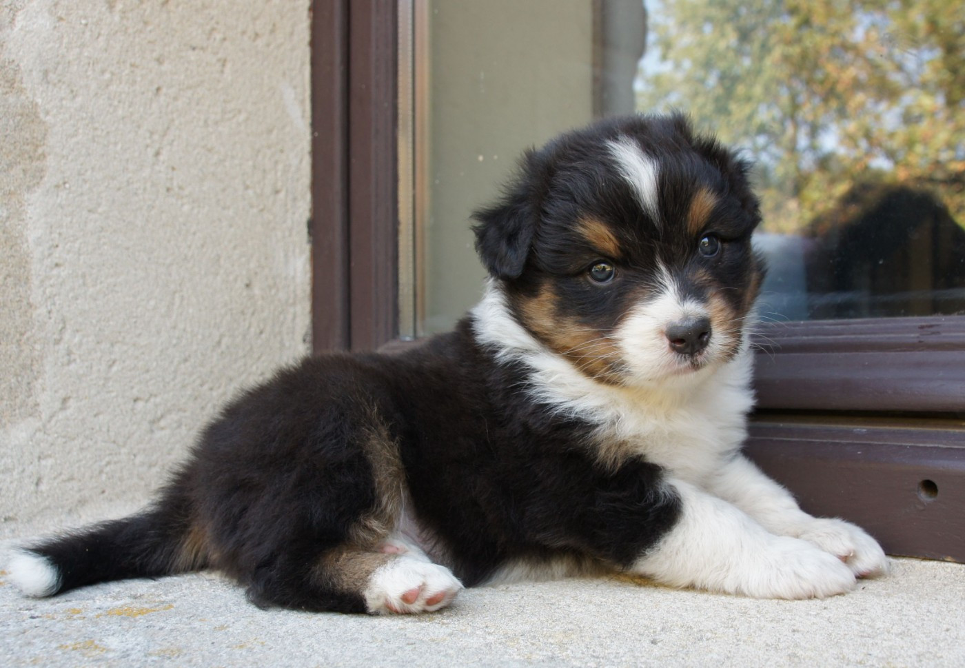 Des Assards De Pierregourde - Chiots disponibles - Berger Australien