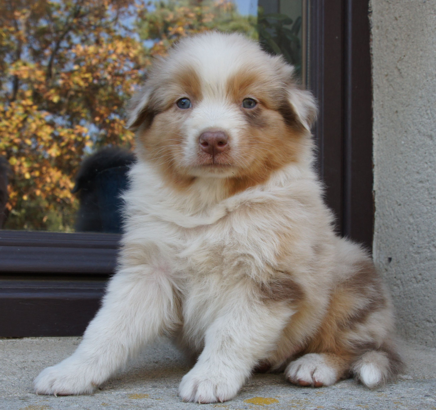 Des Assards De Pierregourde - Chiots disponibles - Berger Australien