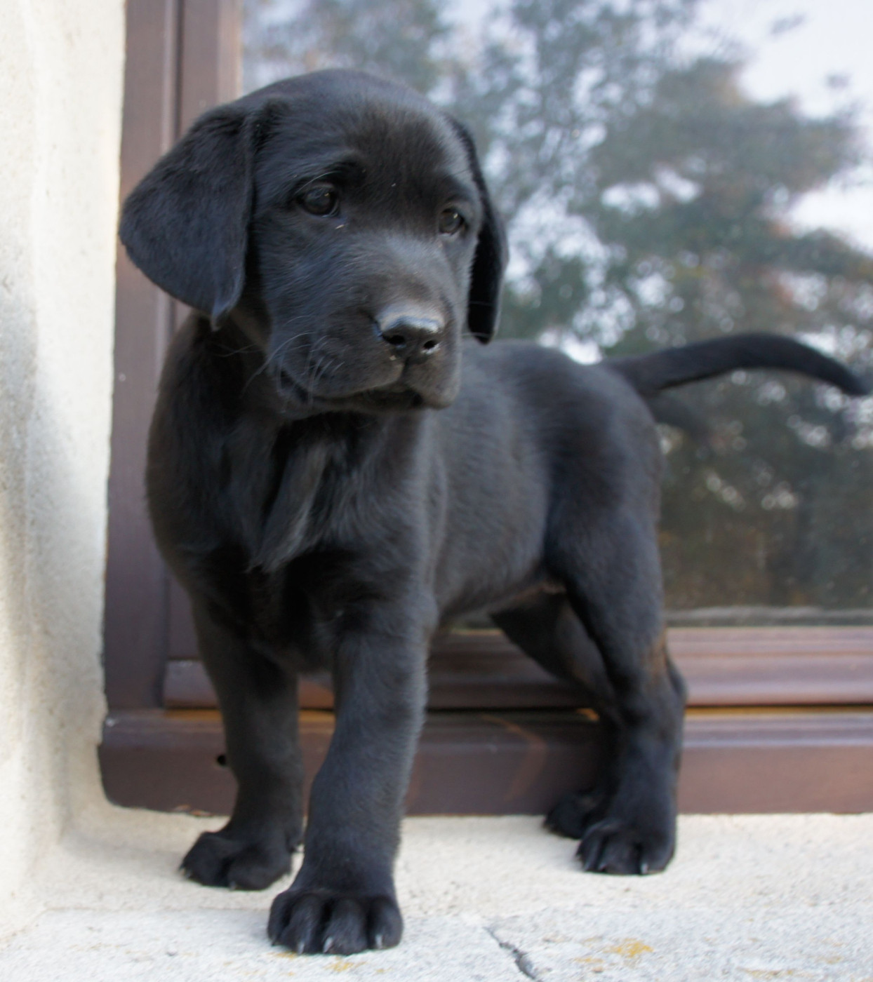Des Assards De Pierregourde - Chiots disponibles - Labrador Retriever