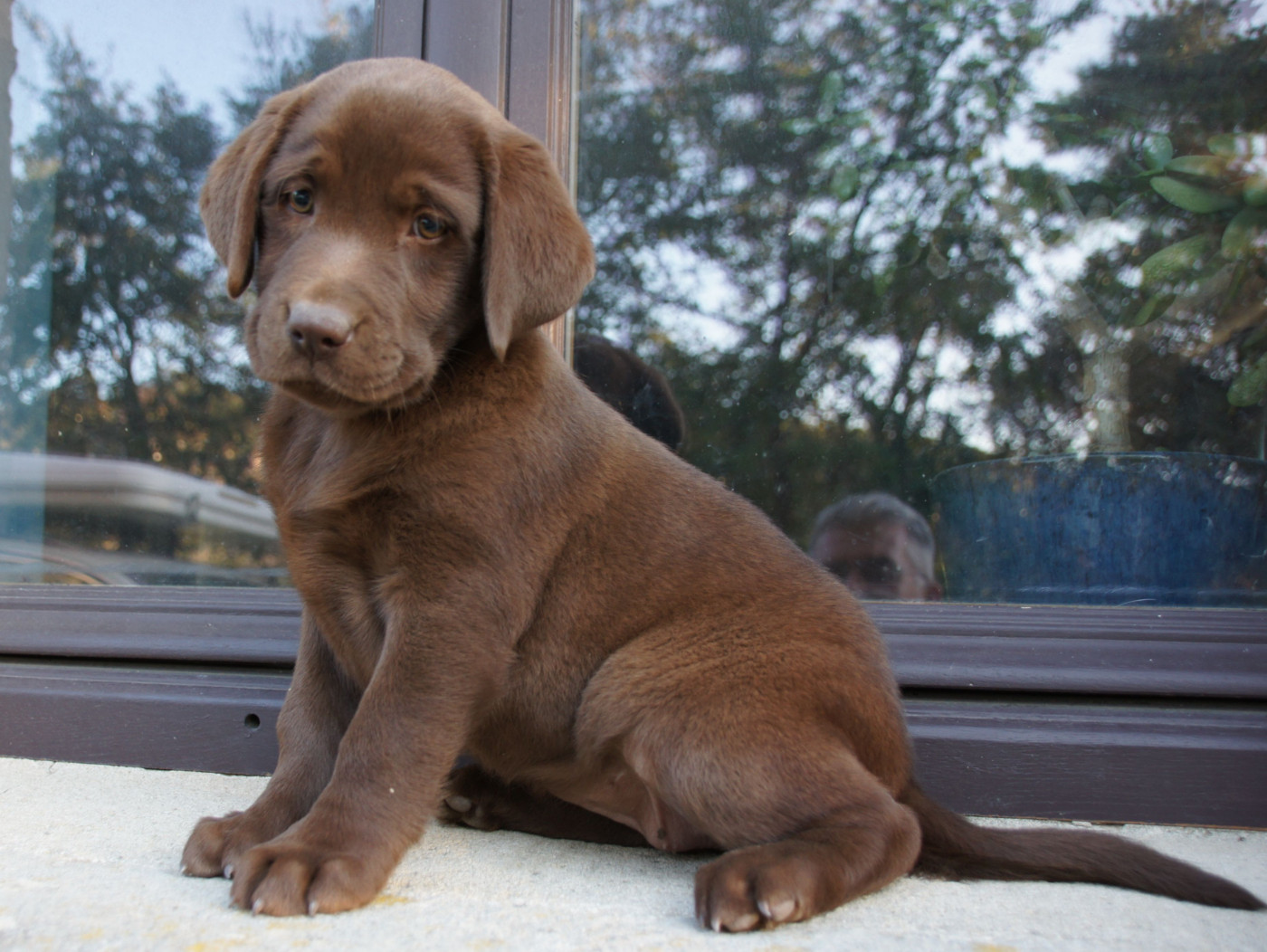 Des Assards De Pierregourde - Chiots disponibles - Labrador Retriever