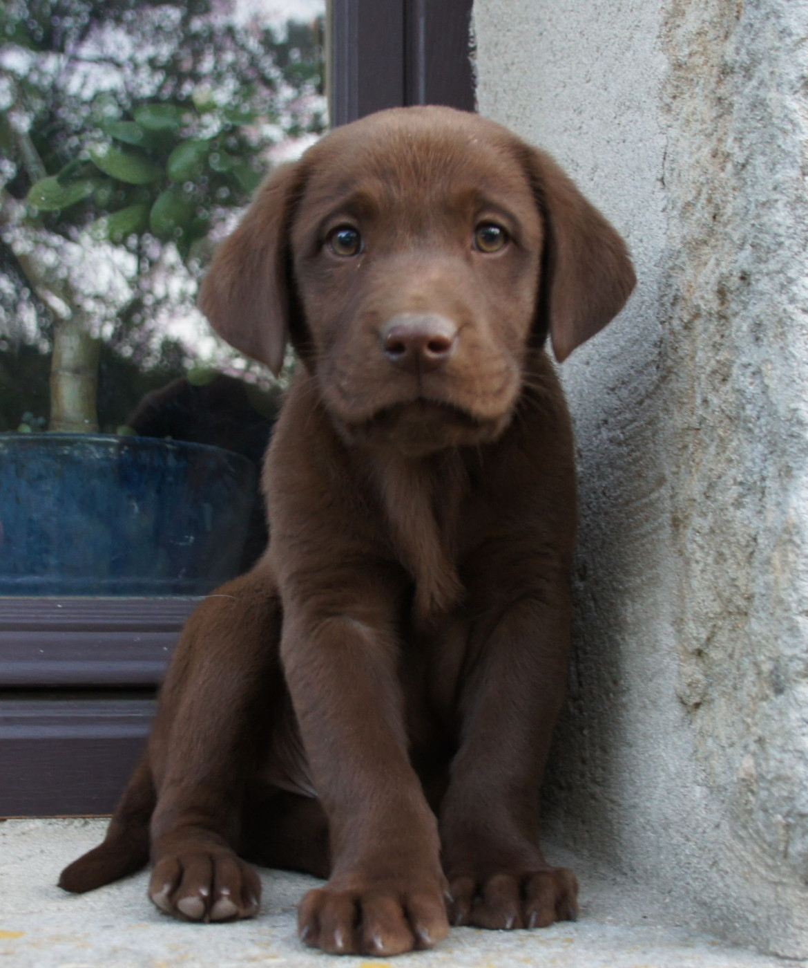 Des Assards De Pierregourde - Chiots disponibles - Labrador Retriever