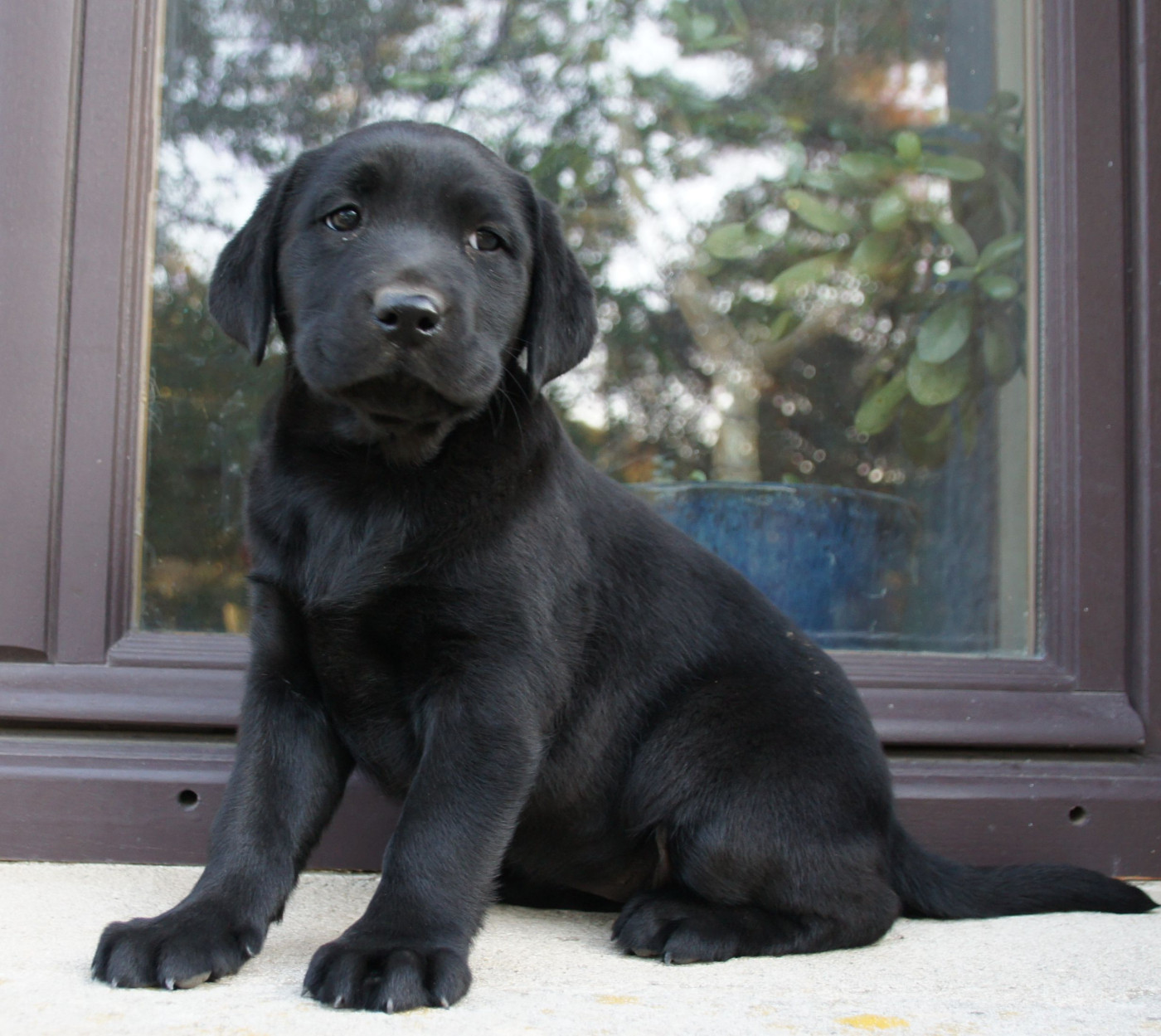 Des Assards De Pierregourde - Chiots disponibles - Labrador Retriever