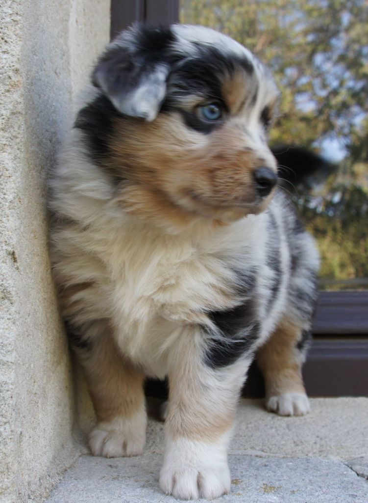 Des Assards De Pierregourde - Chiots disponibles - Berger Australien