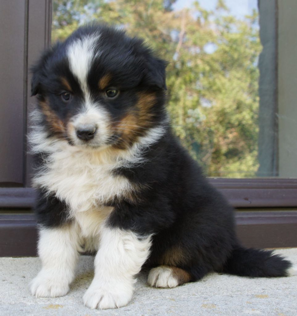 Des Assards De Pierregourde - Chiots disponibles - Berger Australien