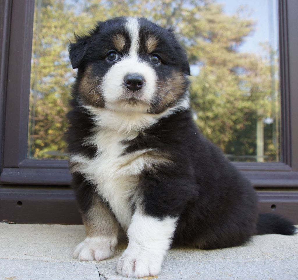 Des Assards De Pierregourde - Chiots disponibles - Berger Australien