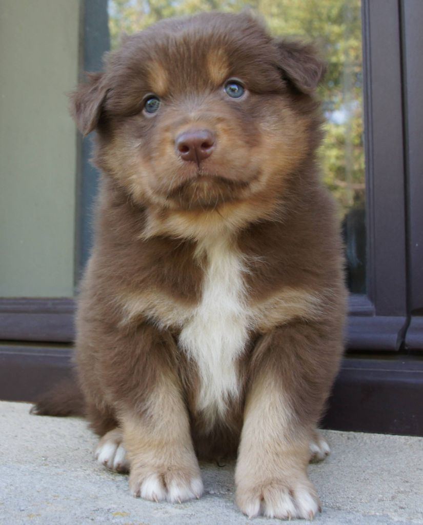 Des Assards De Pierregourde - Chiots disponibles - Berger Australien