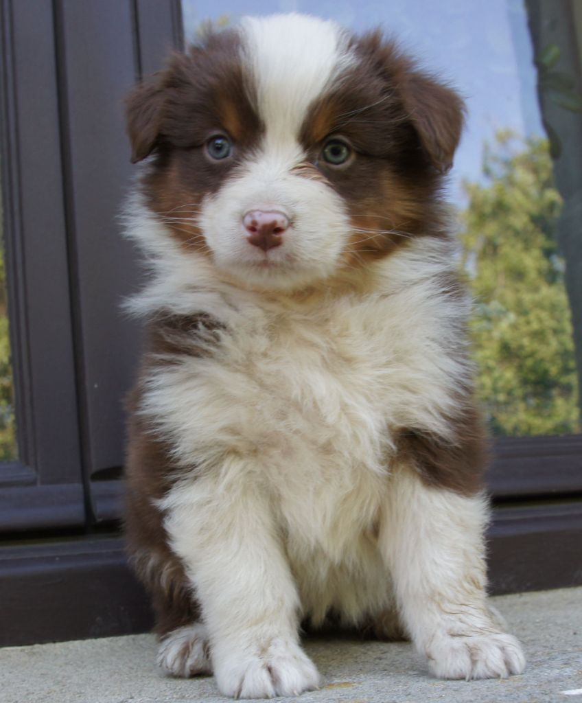 Des Assards De Pierregourde - Chiots disponibles - Berger Australien