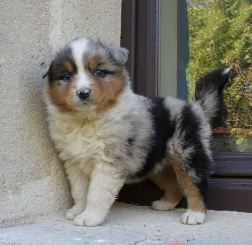 Des Assards De Pierregourde - Chiots disponibles - Berger Australien