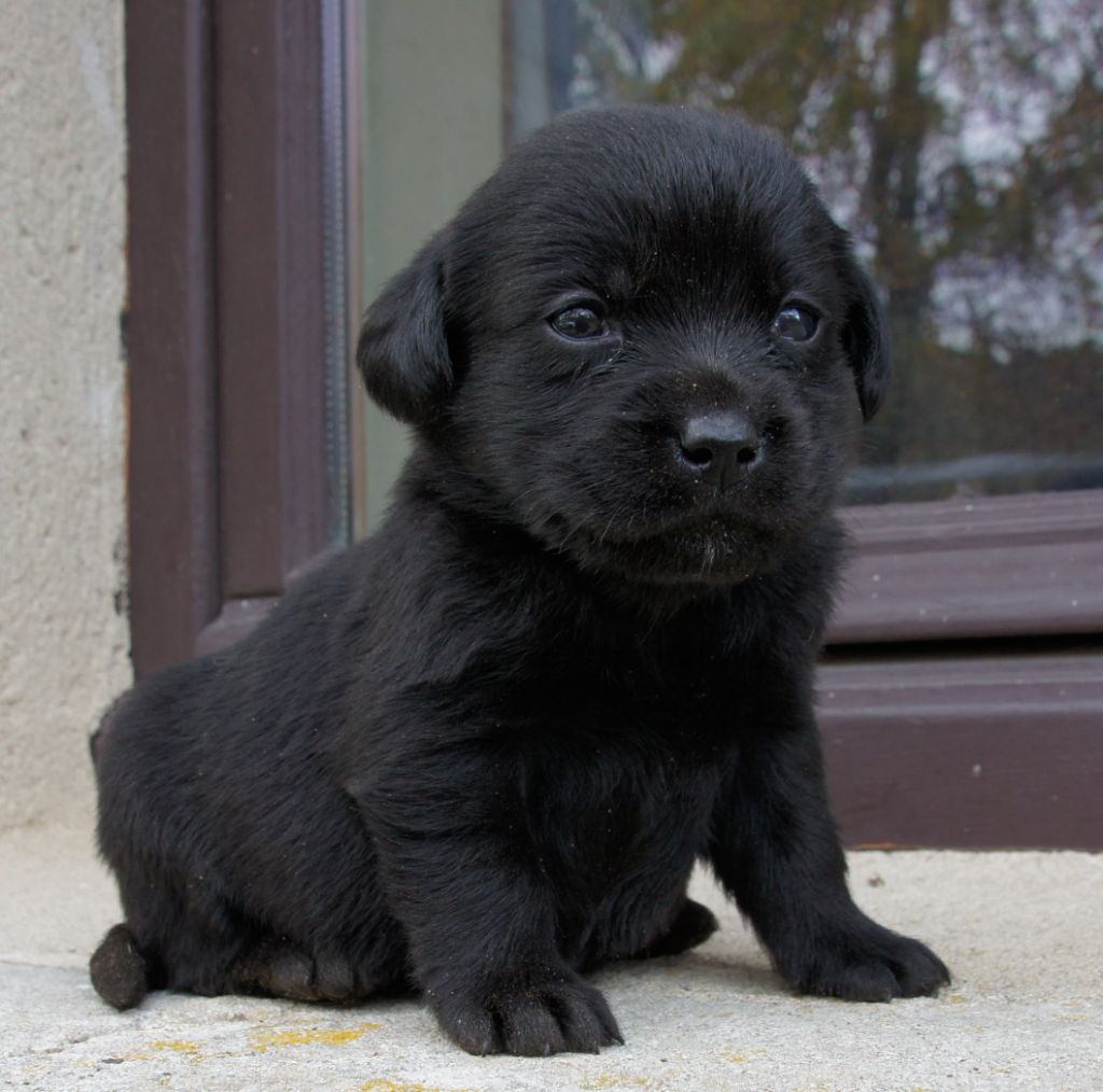 Des Assards De Pierregourde - Chiots disponibles - Labrador Retriever