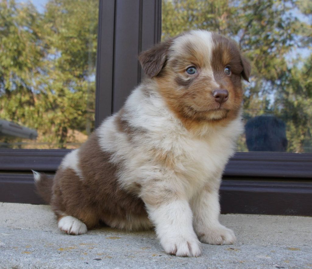 Des Assards De Pierregourde - Chiots disponibles - Berger Australien