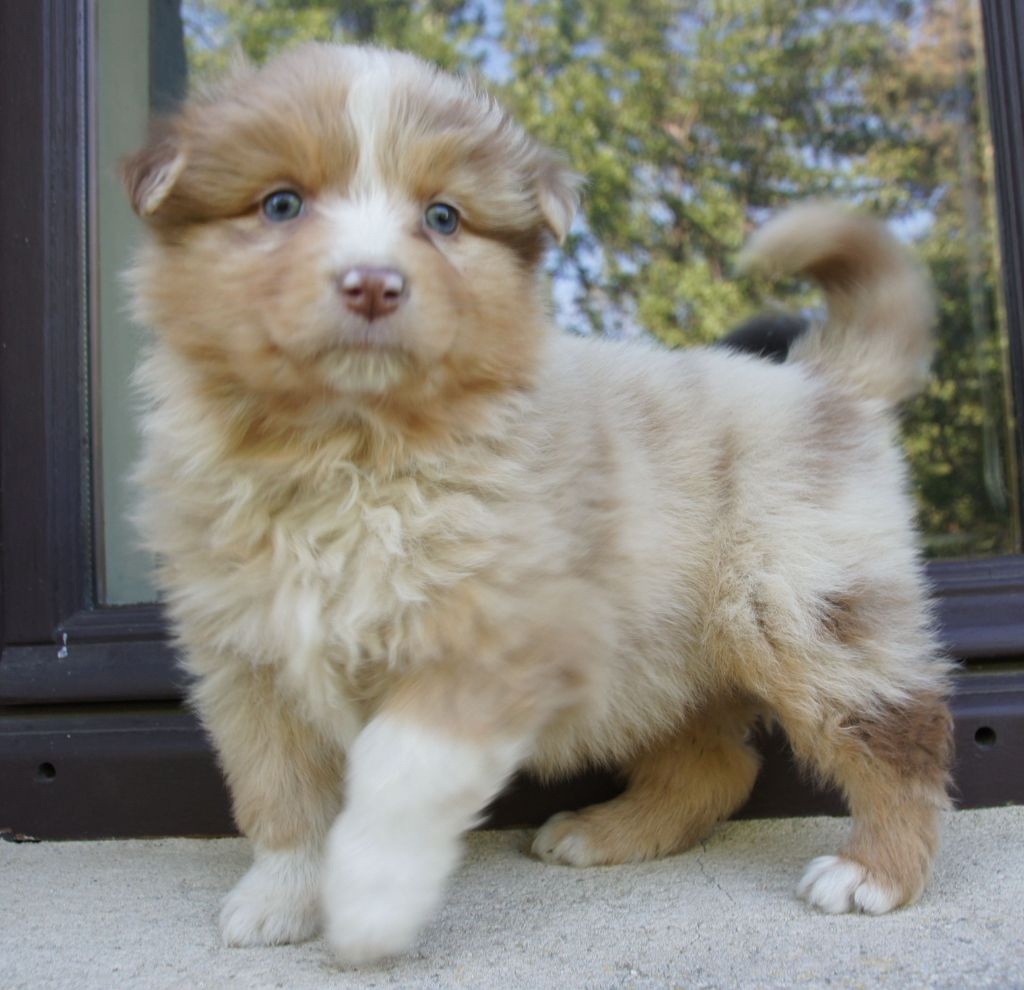 Chiot Berger Australien Des Assards De Pierregourde
