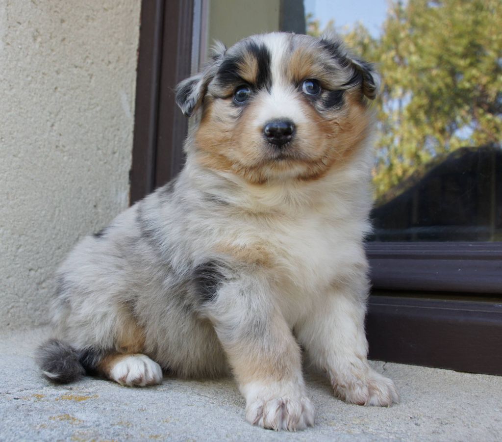 Des Assards De Pierregourde - Chiots disponibles - Berger Australien