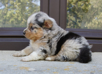 Chiot N°3