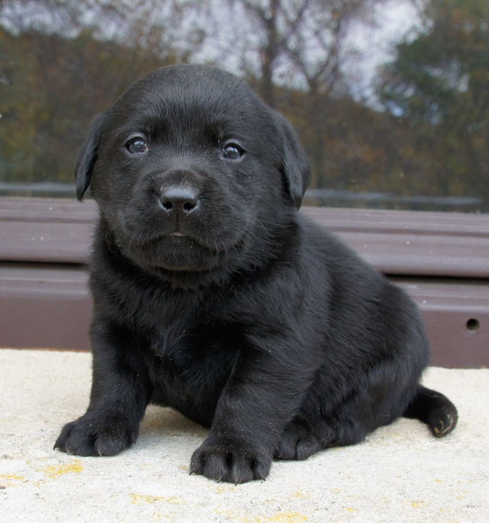 Des Assards De Pierregourde - Chiots disponibles - Labrador Retriever