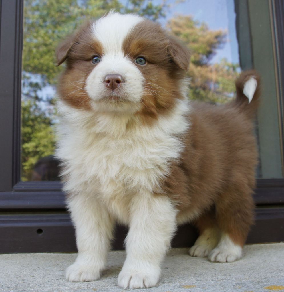 Des Assards De Pierregourde - Chiots disponibles - Berger Australien