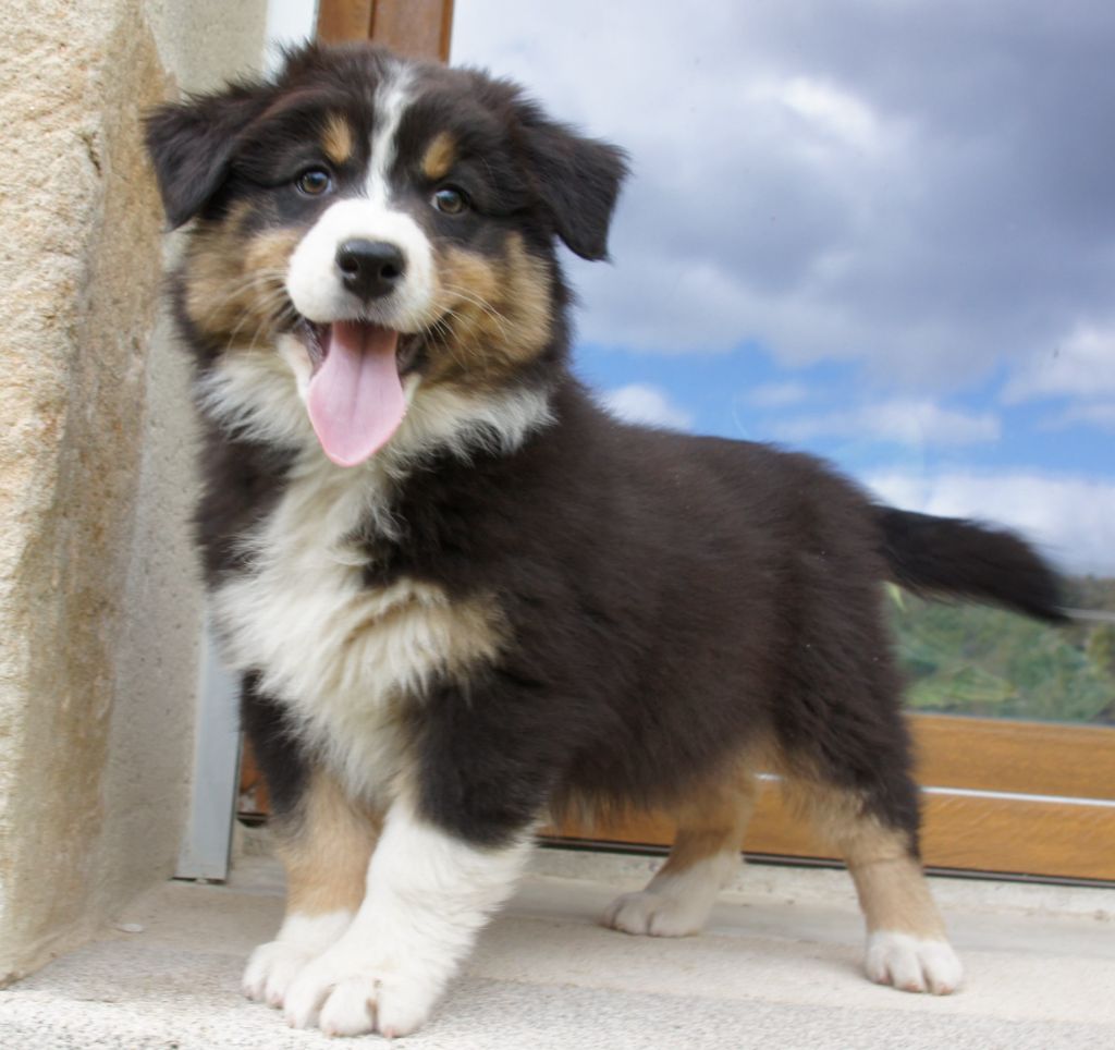Des Assards De Pierregourde - Chiots disponibles - Berger Australien