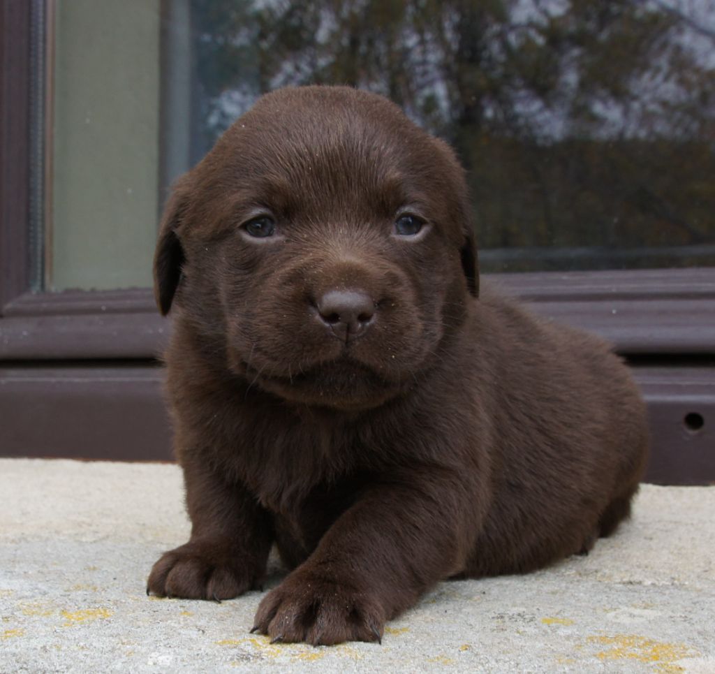 Des Assards De Pierregourde - Chiots disponibles - Labrador Retriever