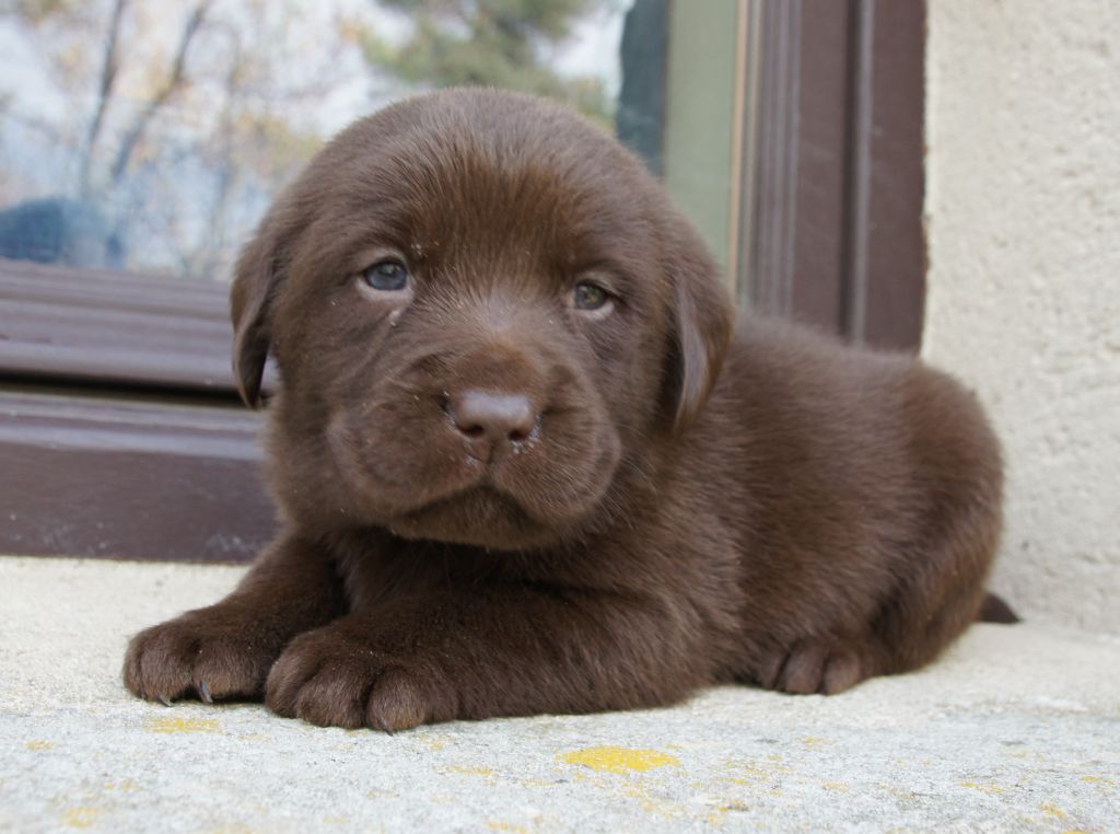 Des Assards De Pierregourde - Chiots disponibles - Labrador Retriever