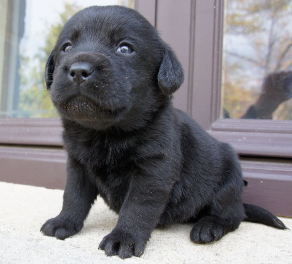 Des Assards De Pierregourde - Chiots disponibles - Labrador Retriever