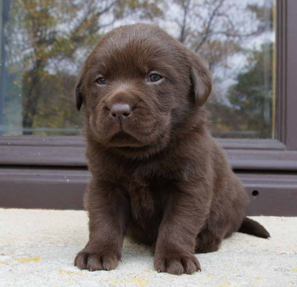 Des Assards De Pierregourde - Chiots disponibles - Labrador Retriever
