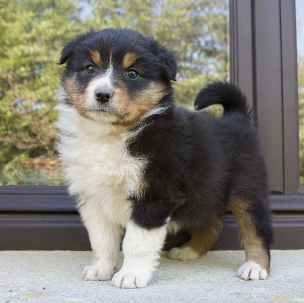 Des Assards De Pierregourde - Chiots disponibles - Berger Australien
