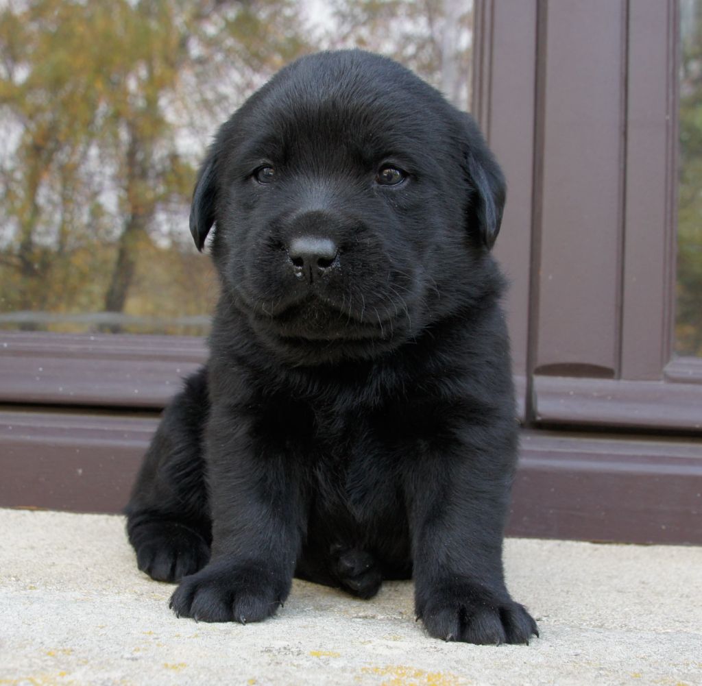 Des Assards De Pierregourde - Chiots disponibles - Labrador Retriever