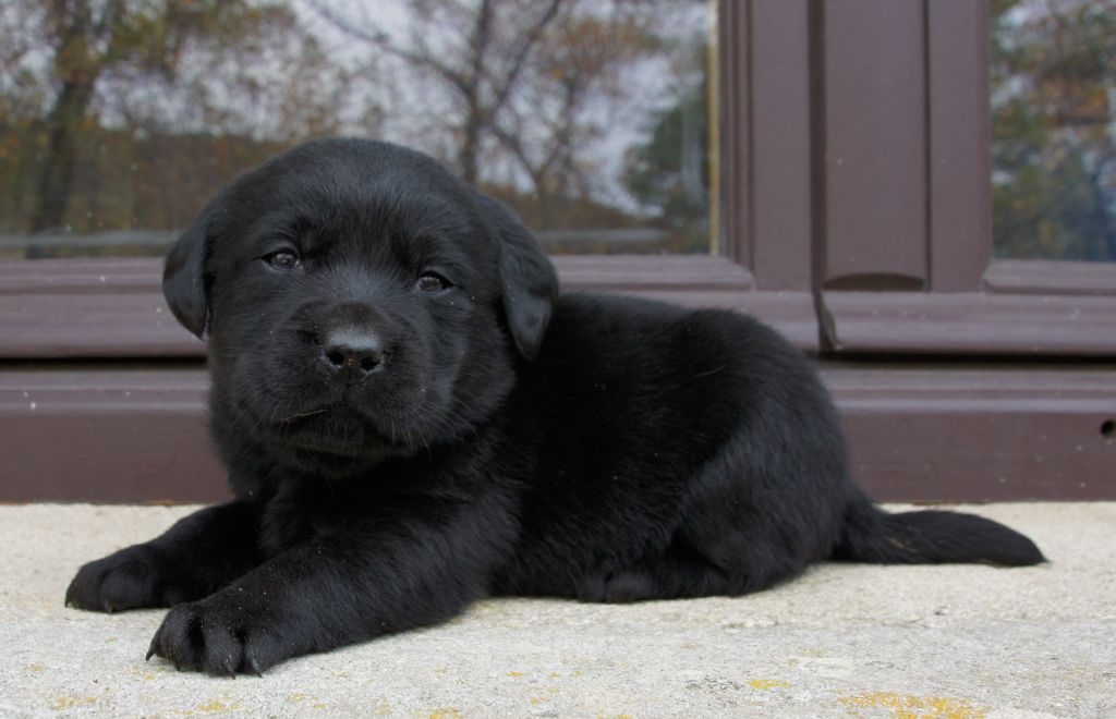 Des Assards De Pierregourde - Chiots disponibles - Labrador Retriever