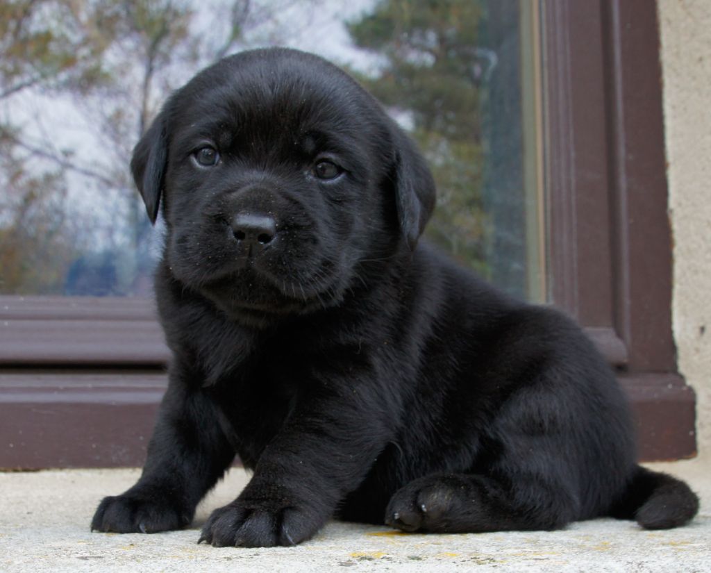 Des Assards De Pierregourde - Chiots disponibles - Labrador Retriever
